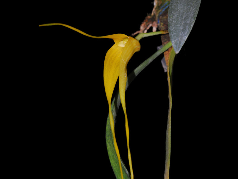 Masdevallia caesia f. xanthina