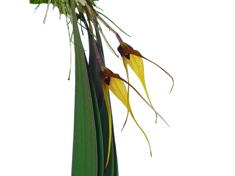 Masdevallia caesia