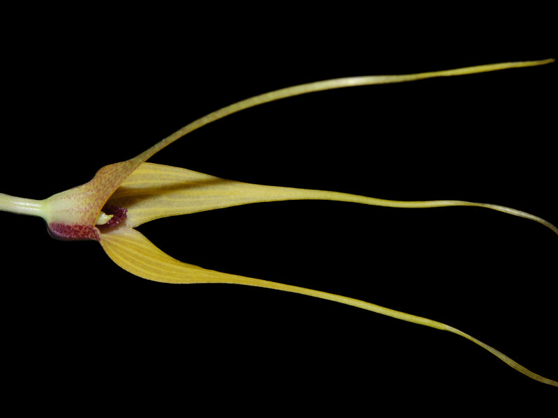 Masdevallia caesia