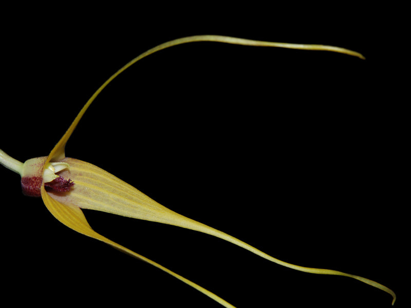 Masdevallia caesia