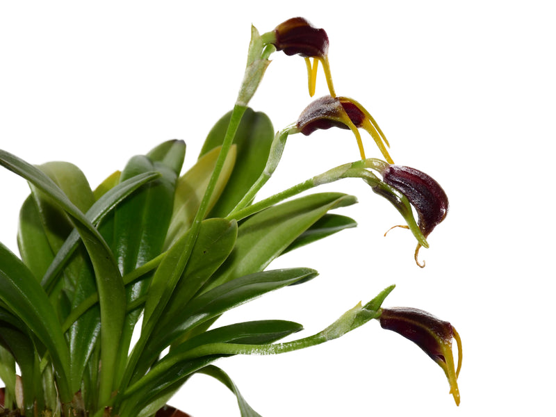 Masdevallia calagrasalis