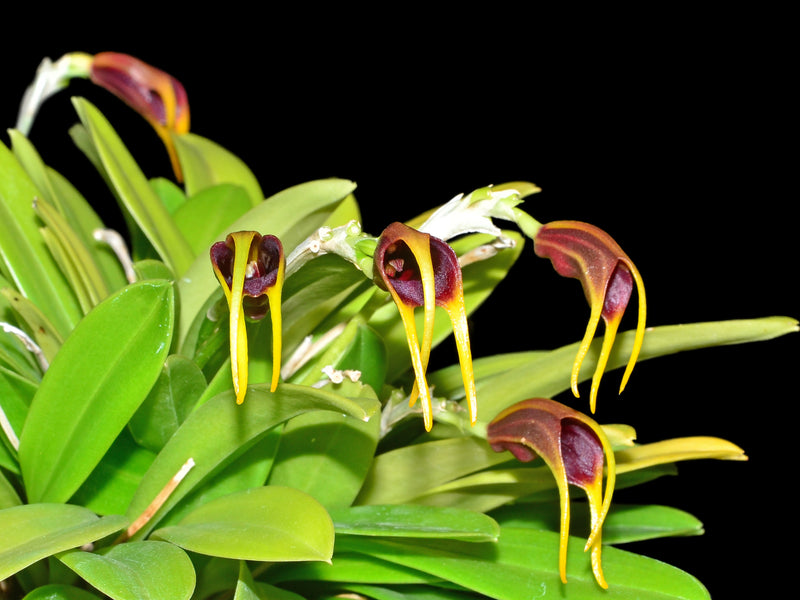 Masdevallia calagrasalis