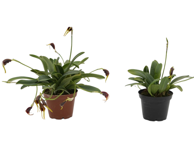 Masdevallia calagrasalis (Big)
