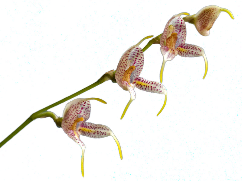 Masdevallia caloptera