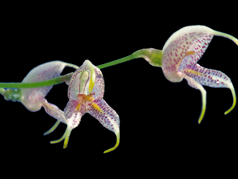 Masdevallia caloptera