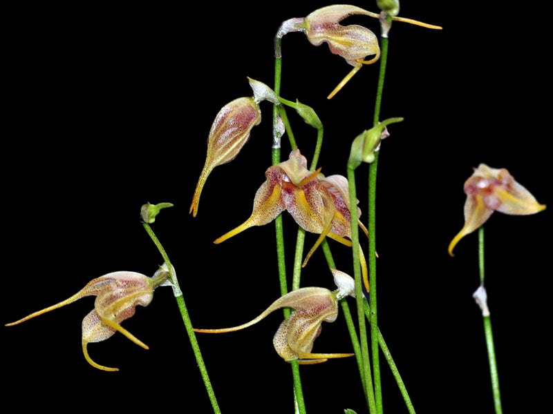 Masdevallia caloptera