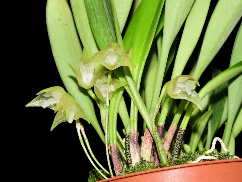 Masdevallia campyloglossa
