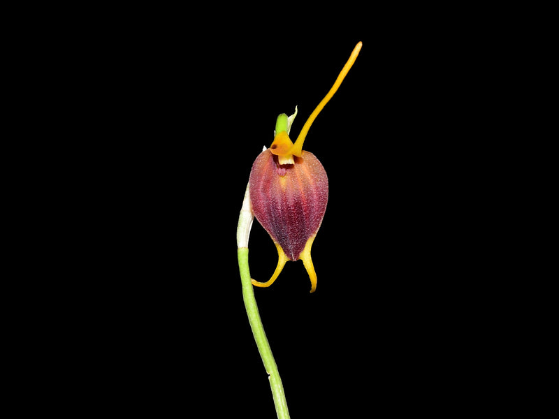 Masdevallia cardiantha