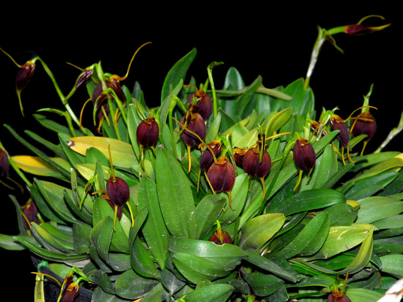 Masdevallia cardiantha