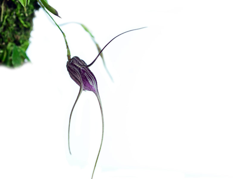 Masdevallia carmenensis
