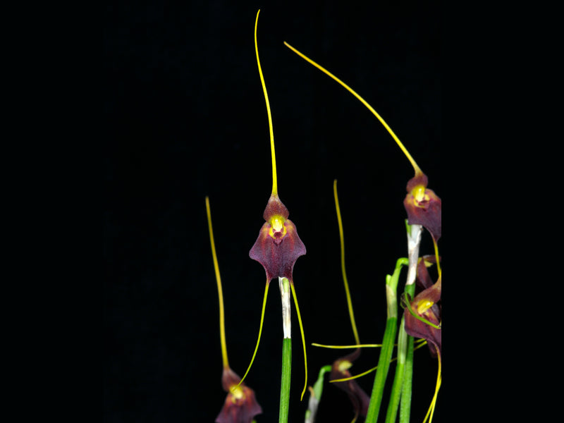 Masdevallia carruthersiana