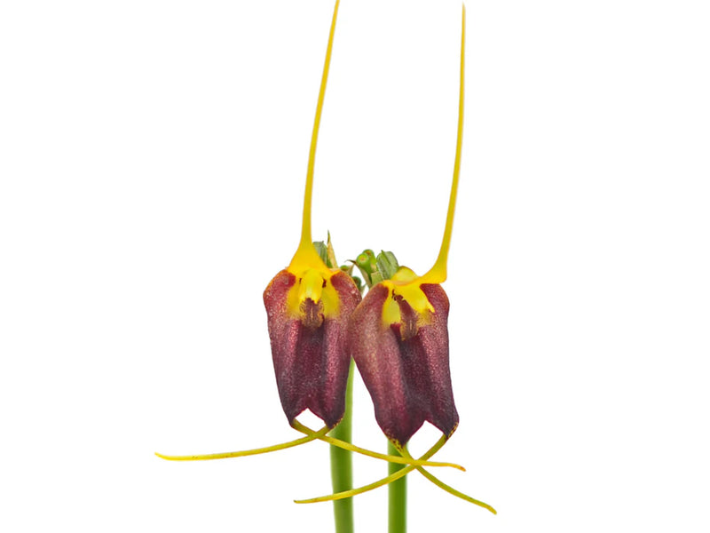 Masdevallia carruthersiana