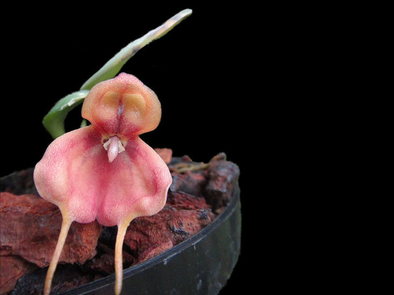 Masdevallia catapheres
