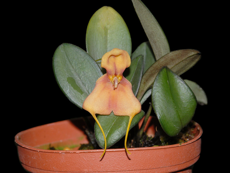Masdevallia catapheres
