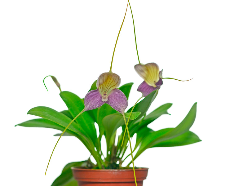 Masdevallia caudata