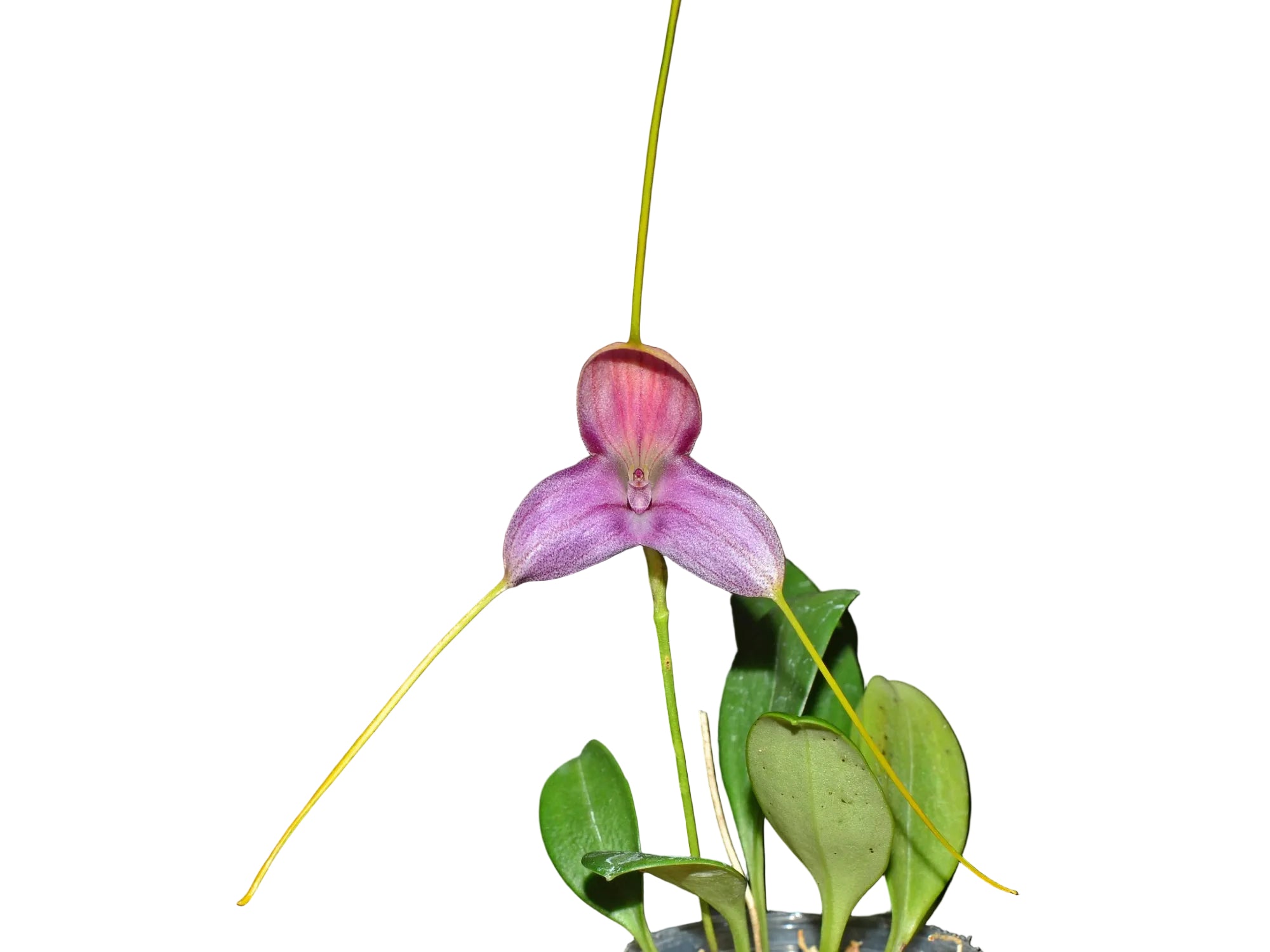 Masdevallia caudata 'Ecuagenera'