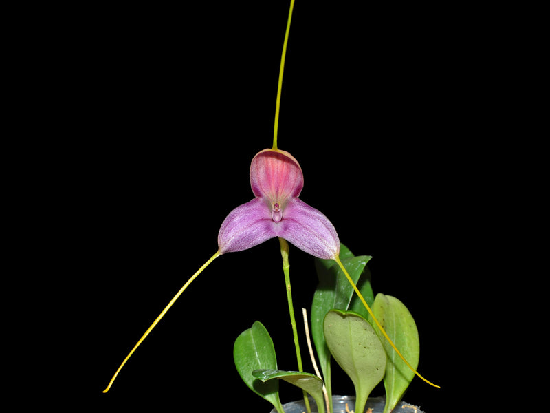 Masdevallia caudata 'Ecuagenera'