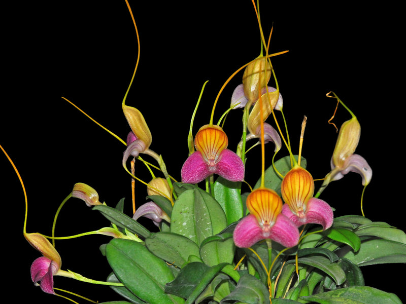 Masdevallia caudata 'Ecuagenera'