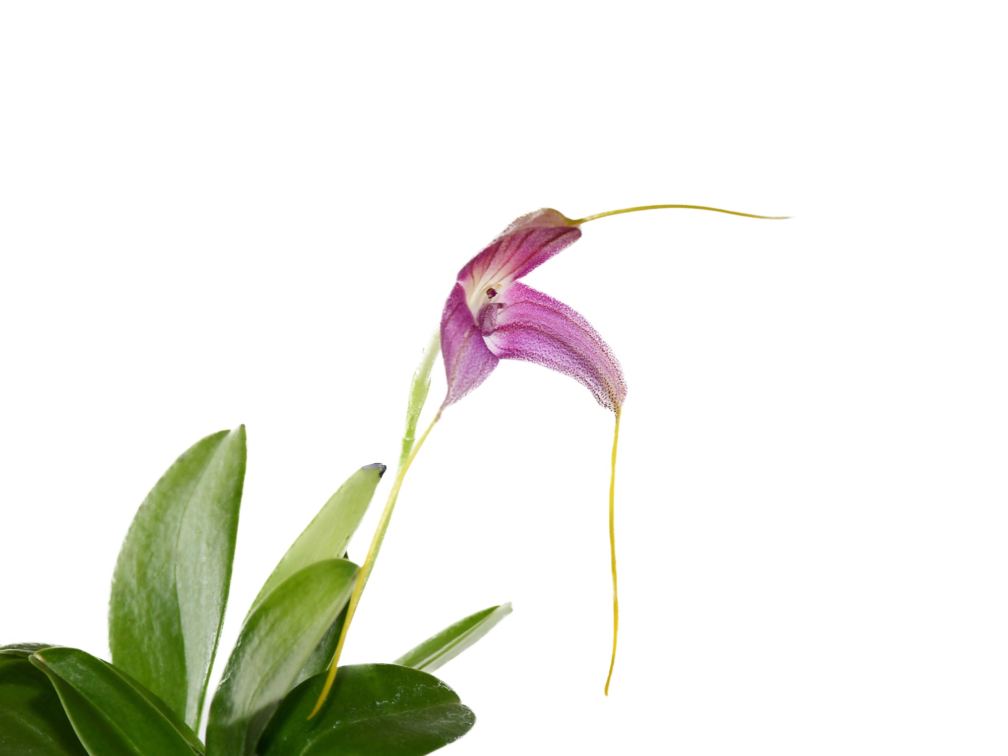 Masdevallia caudata 'Gigi'