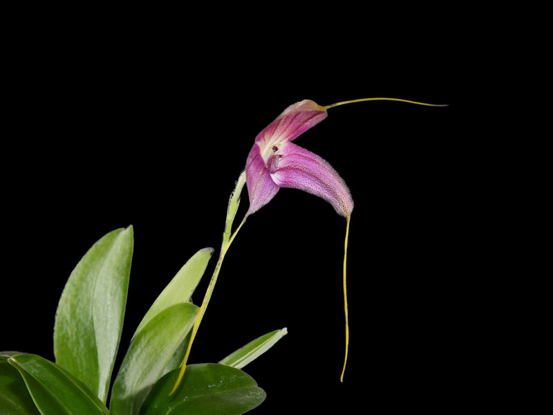 Masdevallia caudata 'Gigi'
