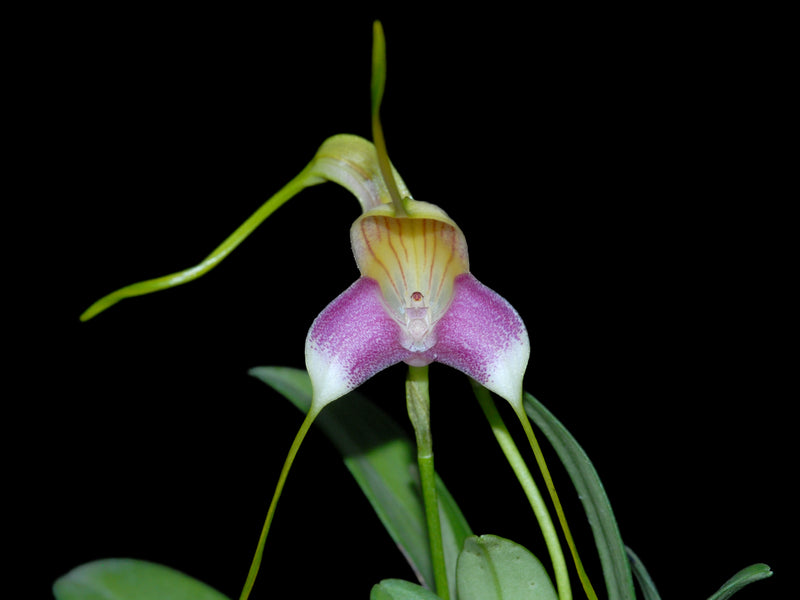 Masdevallia caudata