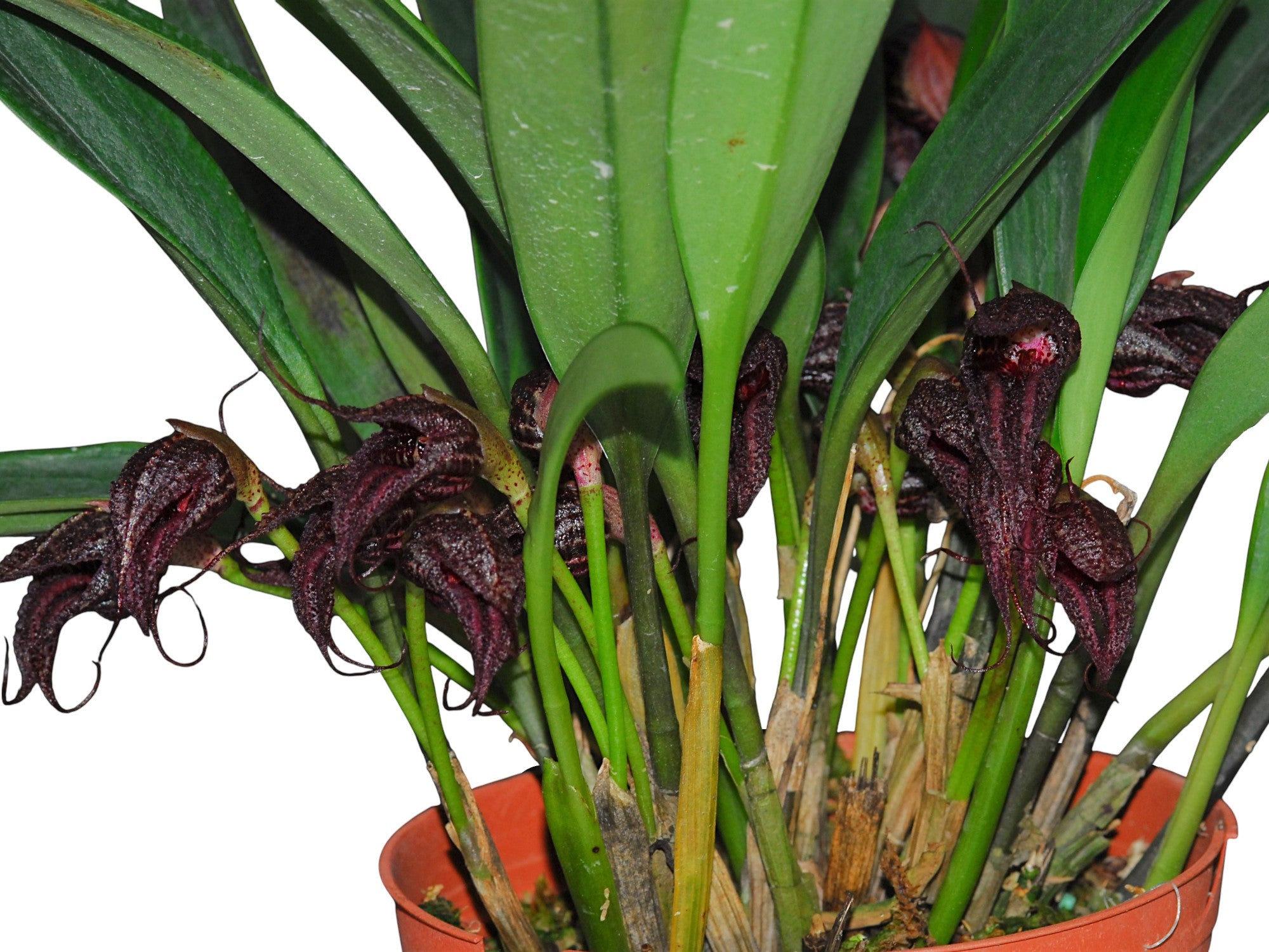 Masdevallia cerastes