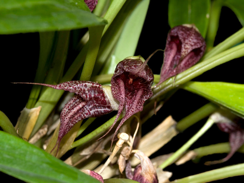 Masdevallia cerastes