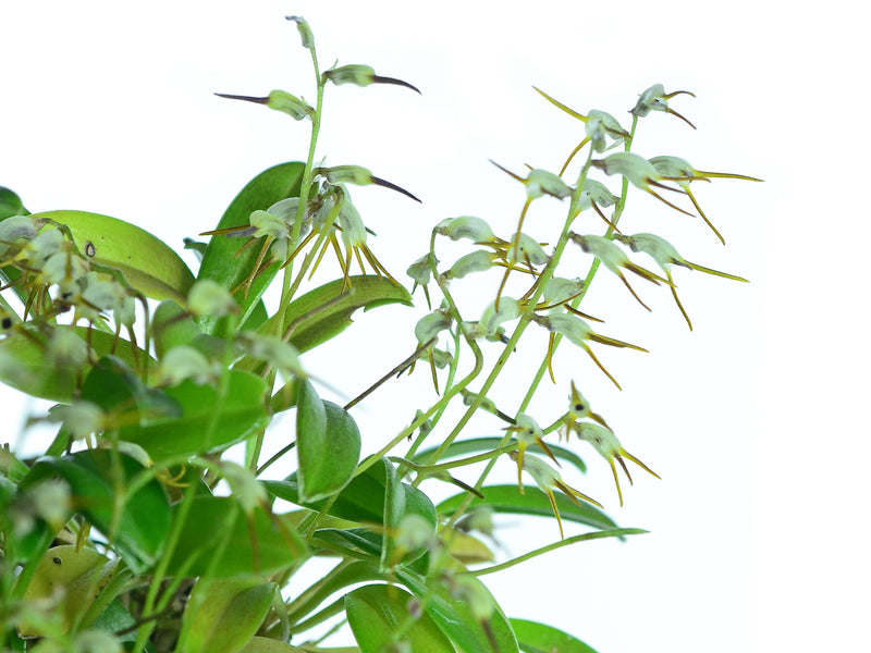 Masdevallia chaetostoma