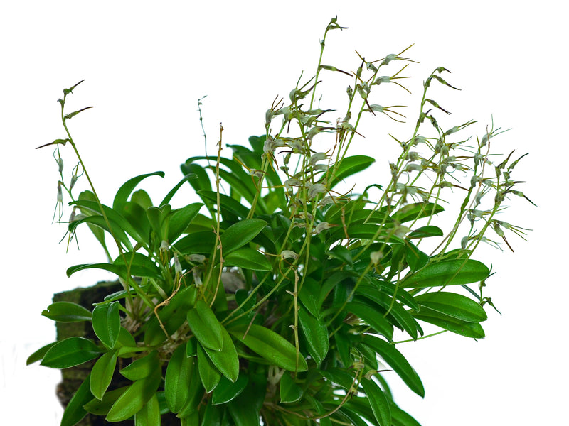 Masdevallia chaetostoma