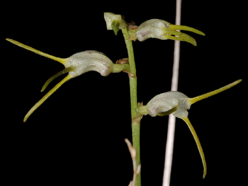 Masdevallia chaetostoma