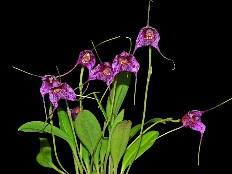 Masdevallia chaparensis
