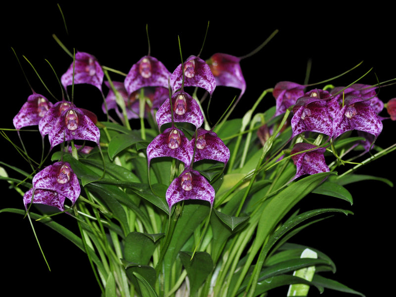 Masdevallia chaparensis