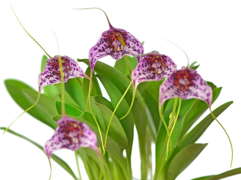 Masdevallia chaparensis