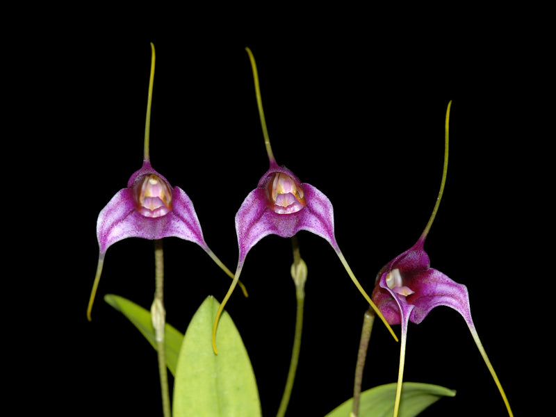 Masdevallia chaparensis 'Gigi'