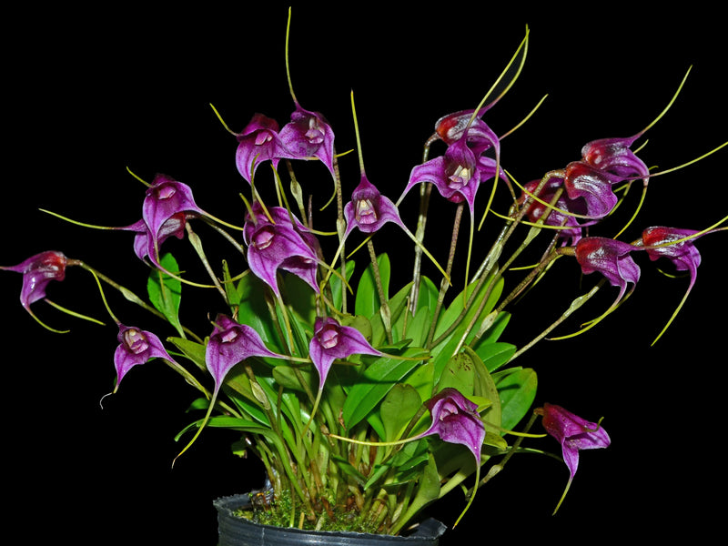 Masdevallia chaparensis 'Gigi'
