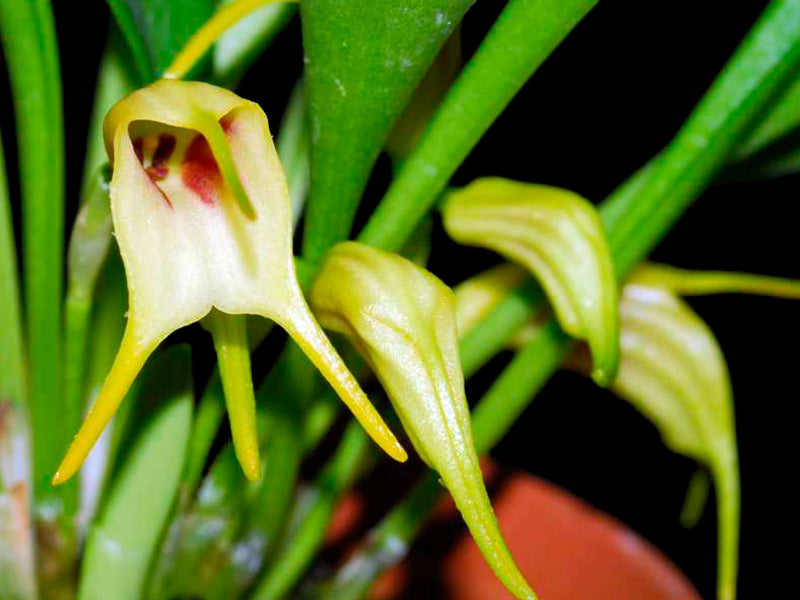 Masdevallia chasei