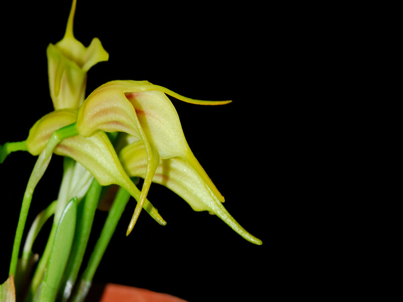 Masdevallia chasei