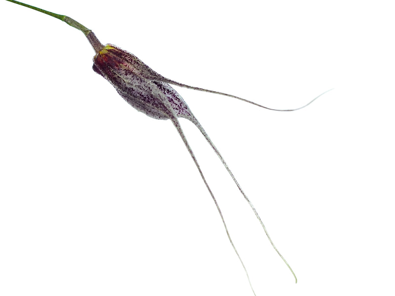 Masdevallia chaucana