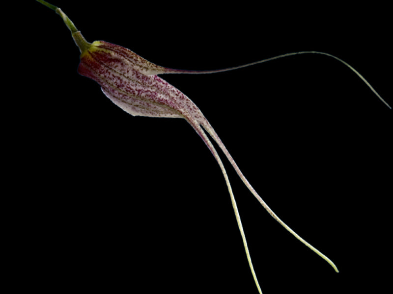 Masdevallia chaucana