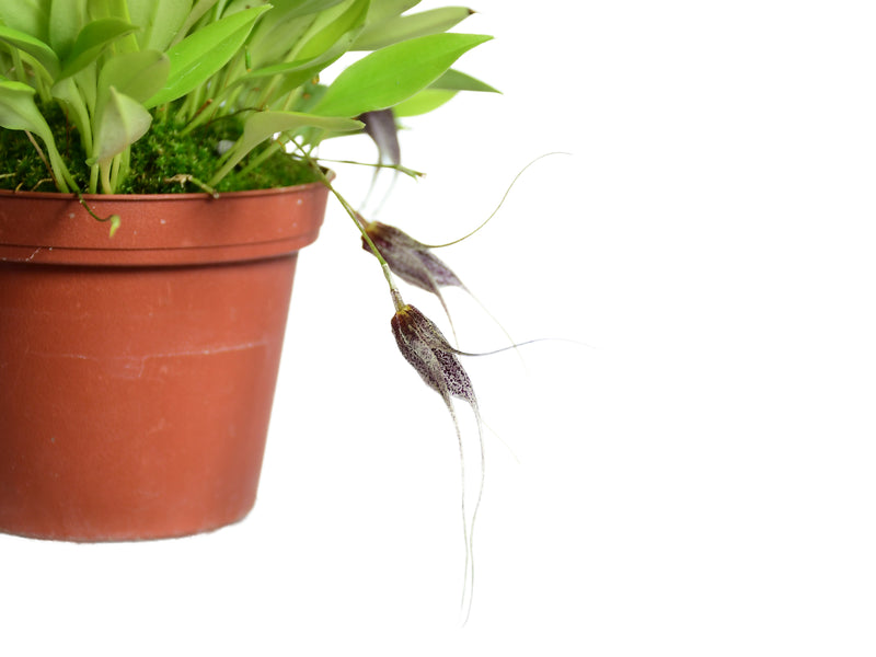 Masdevallia chaucana