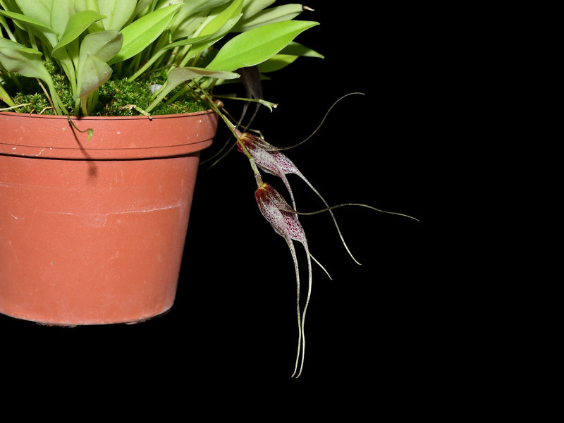 Masdevallia chaucana
