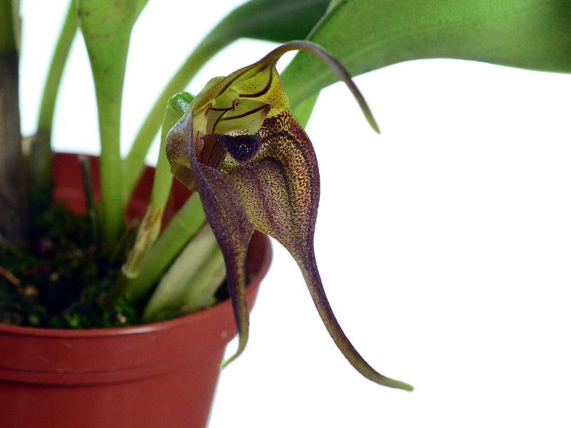 Masdevallia chimboensis