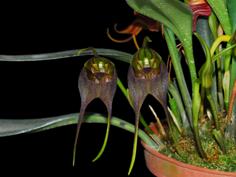 Masdevallia chimboensis