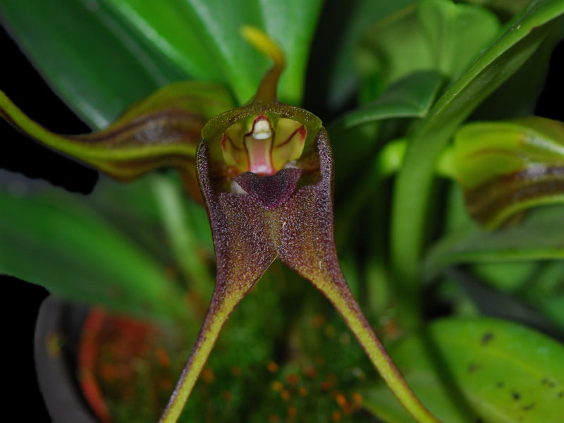 Masdevallia chimboensis