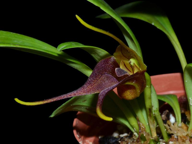Masdevallia chimboensis