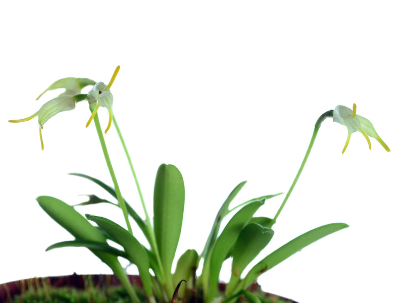 Masdevallia chontalensis
