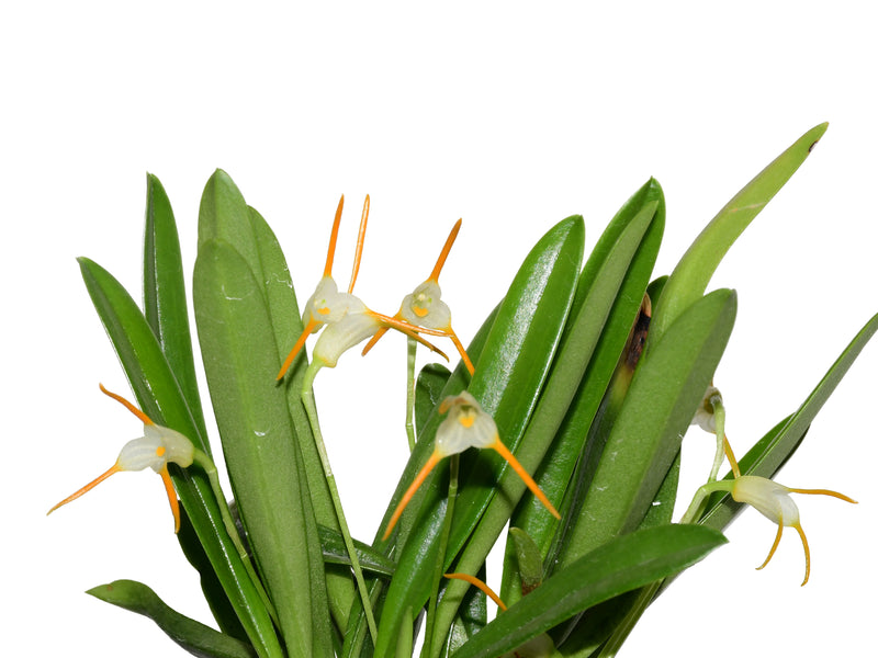 Masdevallia chontalensis