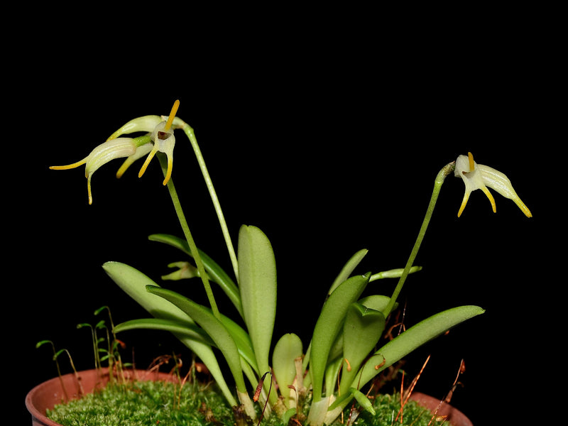 Masdevallia chontalensis