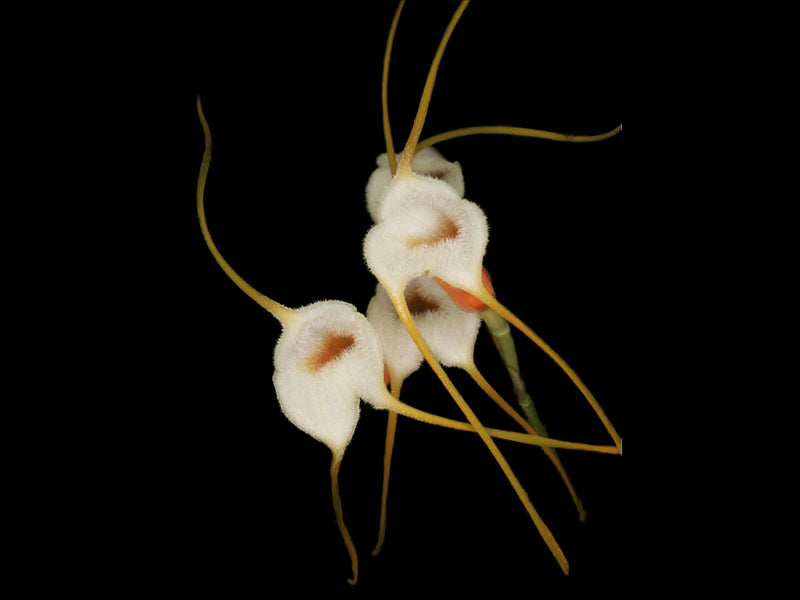 Masdevallia chuspipatae