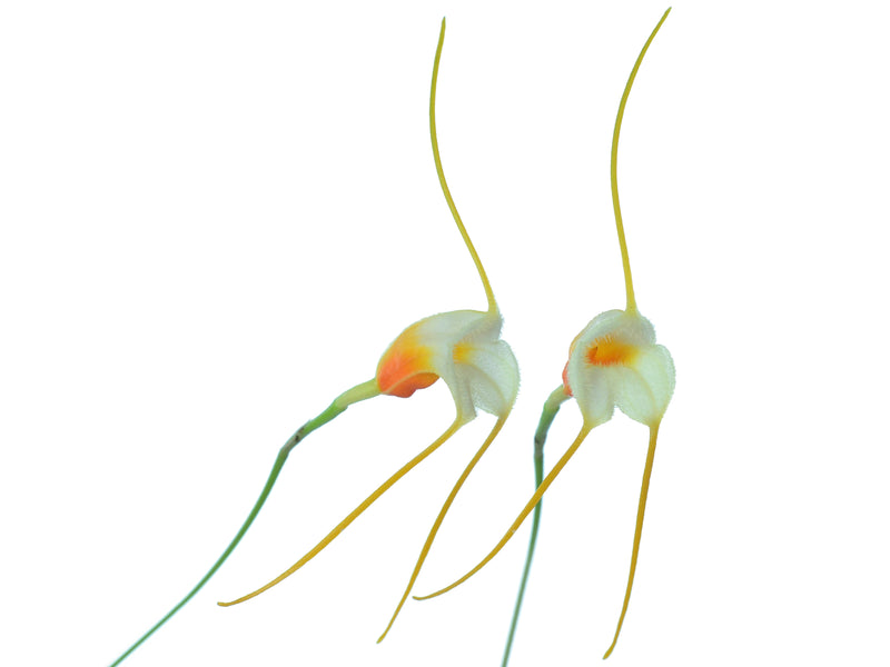 Masdevallia chuspipatae